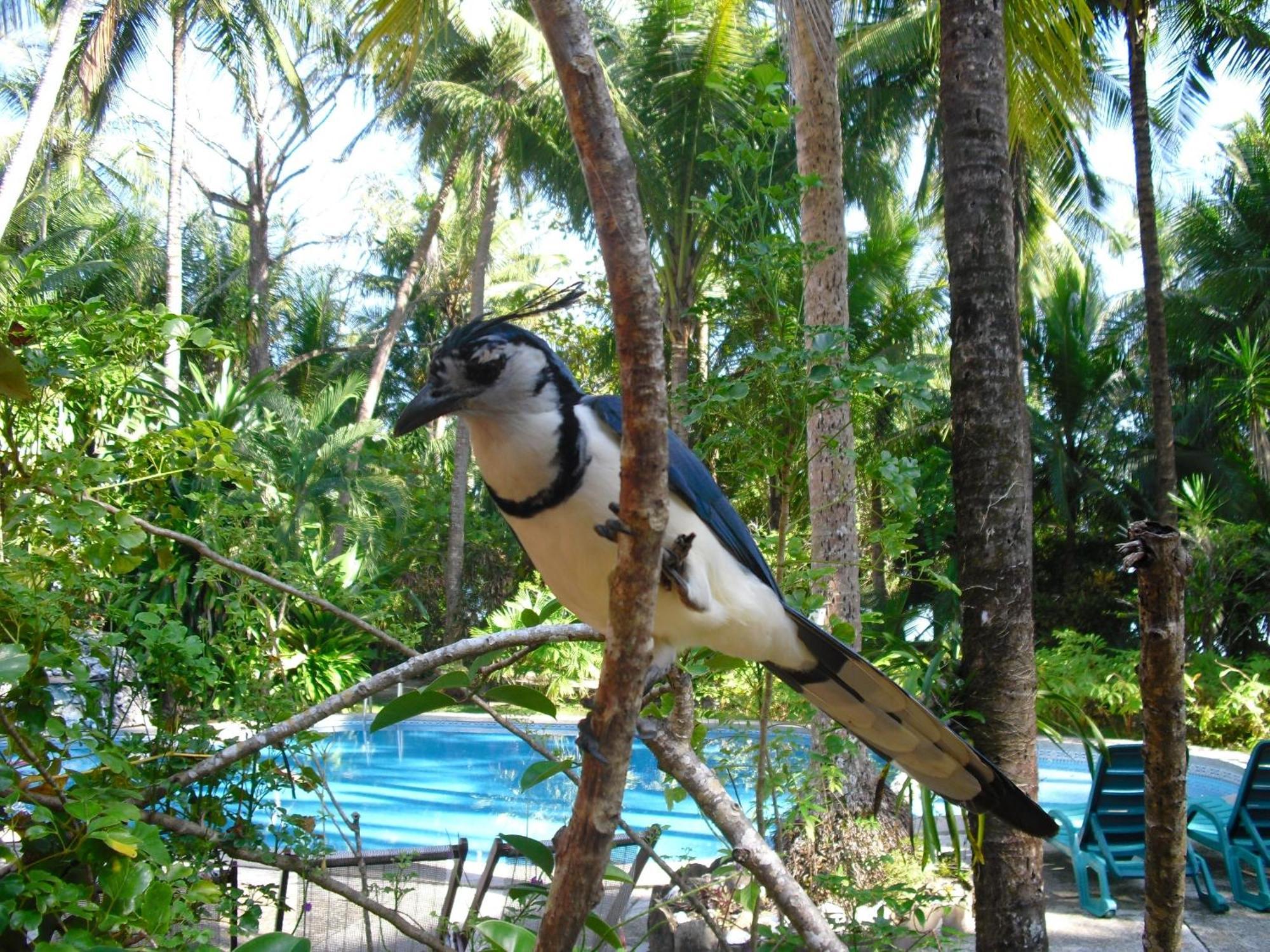 Calala Lodge Cabuya エクステリア 写真